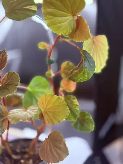 plant/Begonia Cucullata Aurea-1-thumbnail