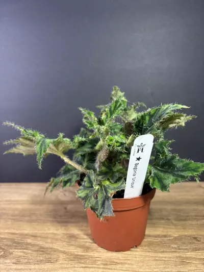 plant/Begonia Unique 4” 2138-1-thumbnail