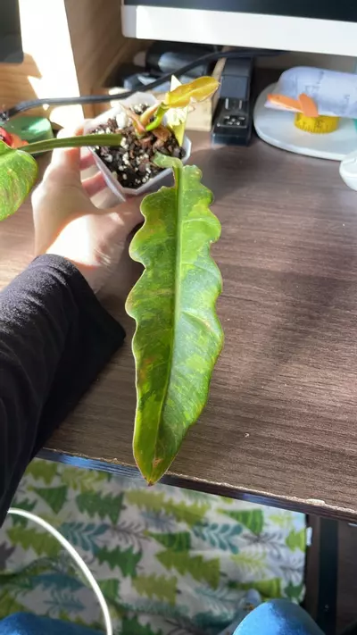 plant/Ring of Fire Philodendron-2-thumbnail