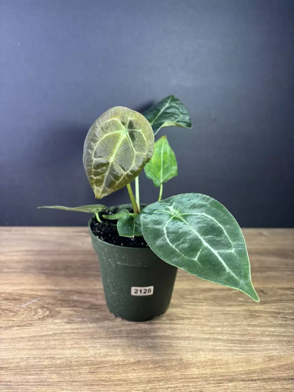 plant/Anthurium Forgetii Hybrid 4” 2128-0