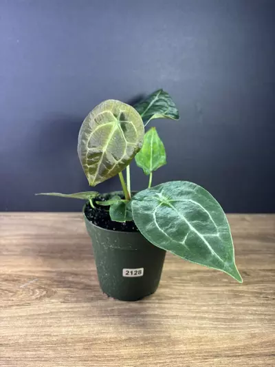 plant/Anthurium Forgetii Hybrid 4” 2128-0-thumbnail