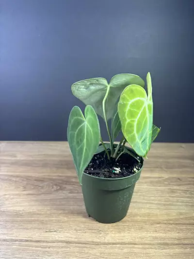 plant/Anthurium Clarinervium 4” 2126-3-thumbnail