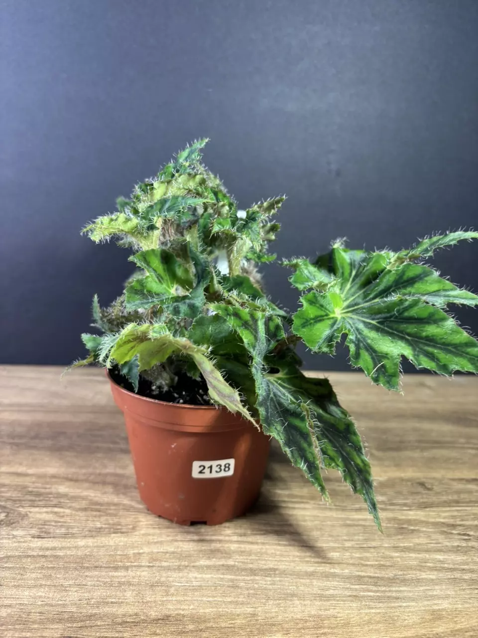 plant/Begonia Unique 4” 2138-0