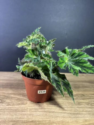 plant/Begonia Unique 4” 2138-0-thumbnail