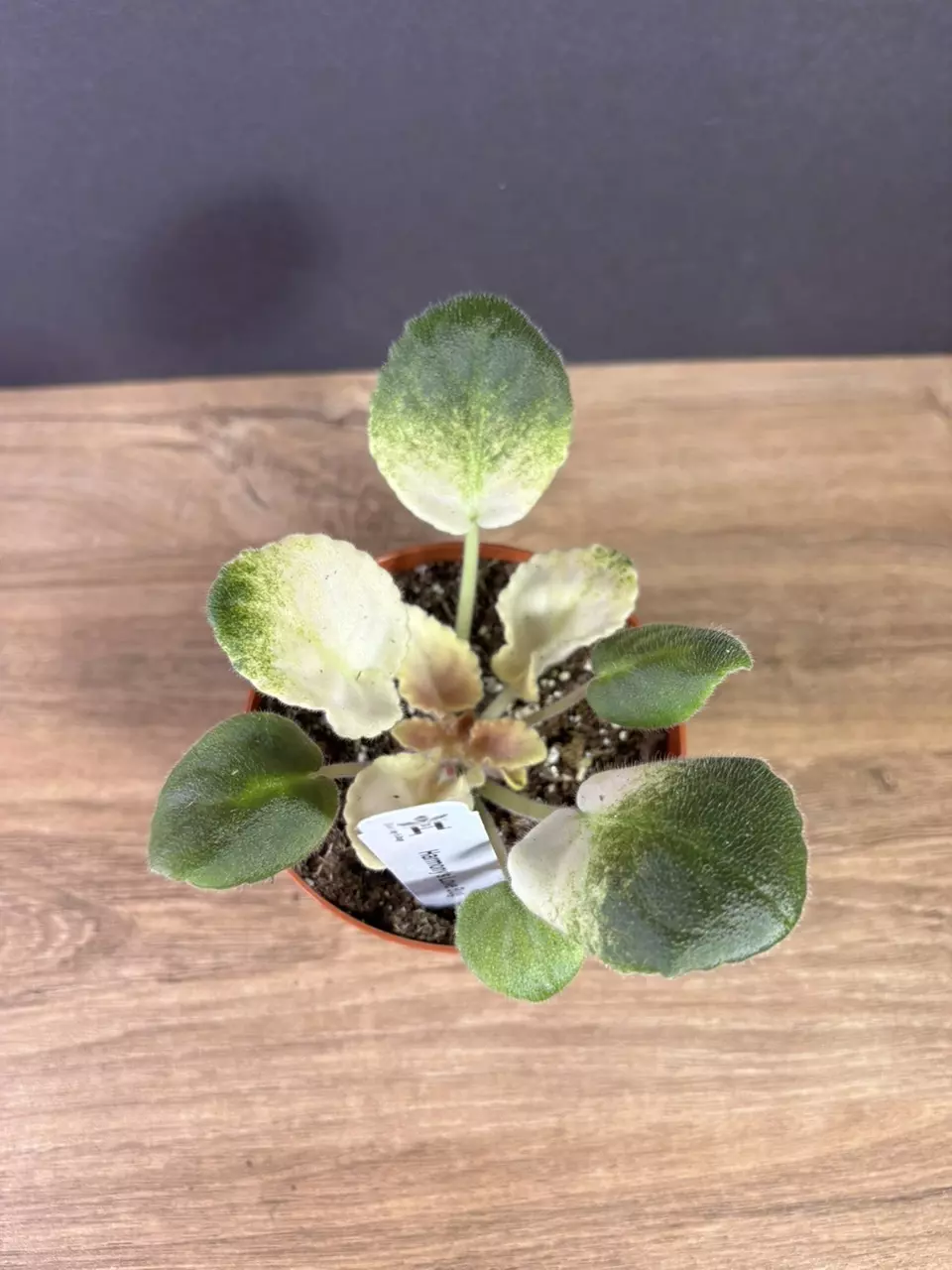 plant/Variegated African Violet Love Bug 4”-0