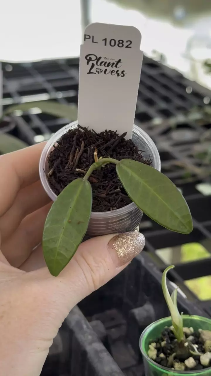 plant/PL1082: Apoensis-0