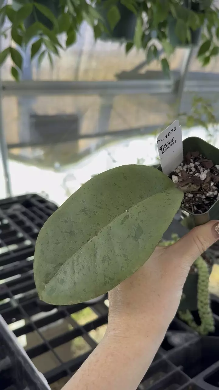 plant/PL1072: Forbesii Silver SALE!-0