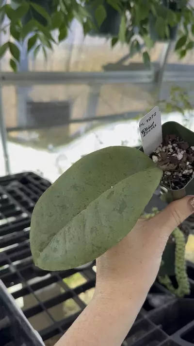 plant/PL1072: Forbesii Silver SALE!-0-thumbnail