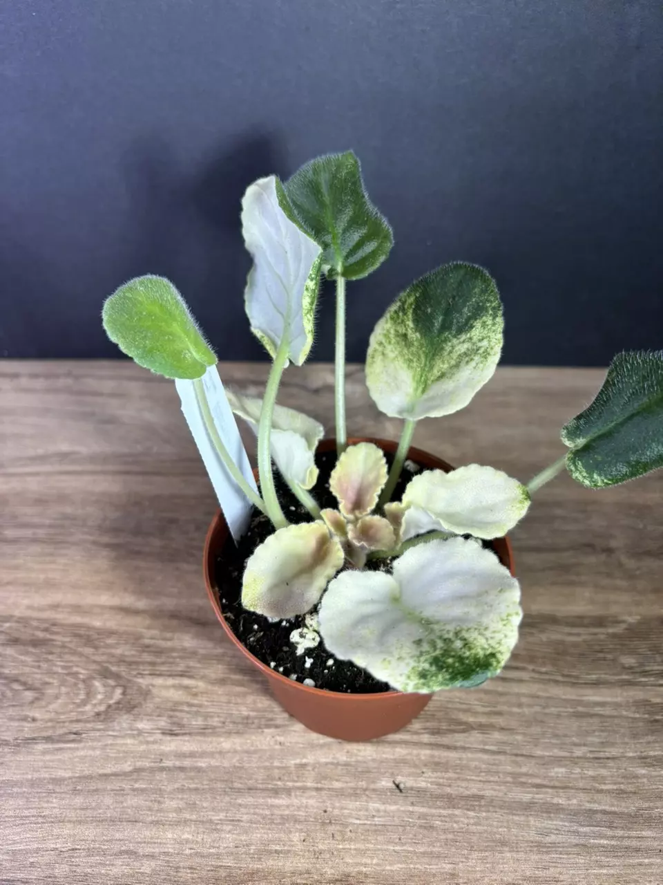 plant/Harmony's Purple Passion Variegated African Violet 4” 2122-0