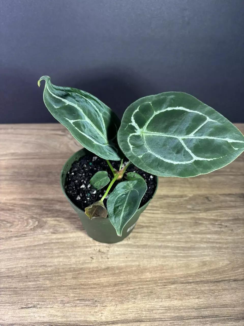 plant/Anthurium Forgetii Hybrid 4” 2132-0