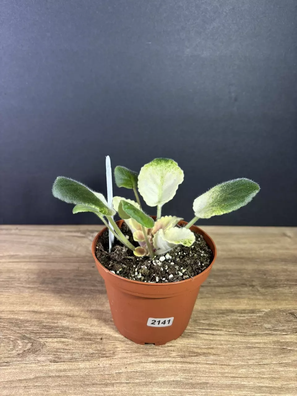 plant/Variegated African Violet Love Bug 4”-1