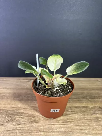 plant/Variegated African Violet Love Bug 4”-1-thumbnail