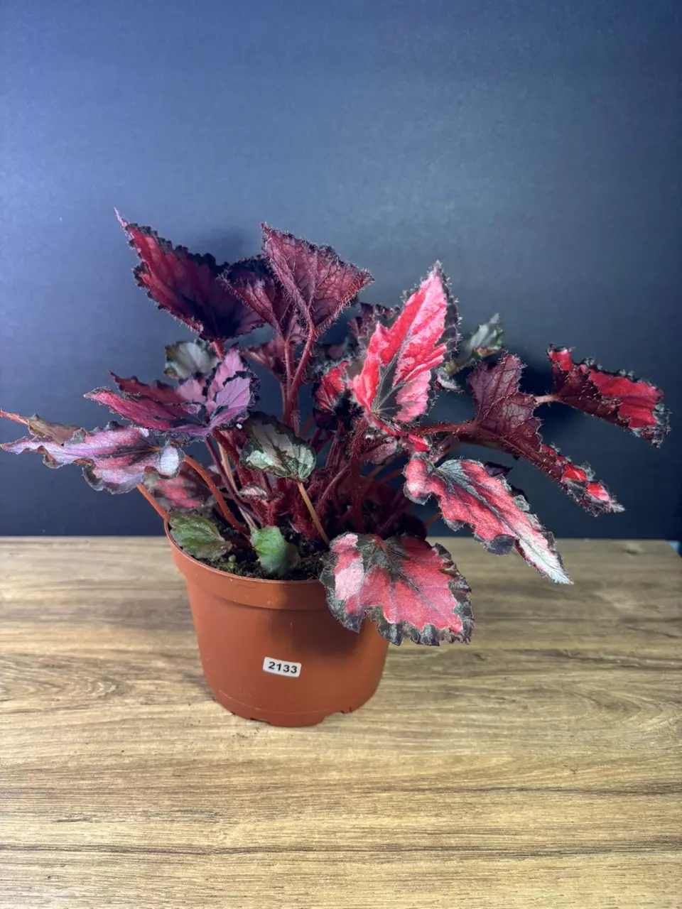 plant/Begonia Red Robin 6” 2133-1