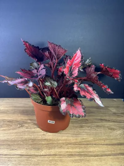 plant/Begonia Red Robin 6” 2133-1-thumbnail