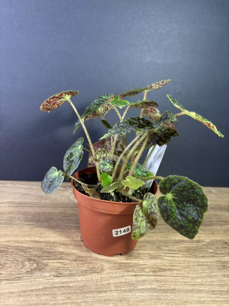 plant/Begonia Aces High 4” 2148-2