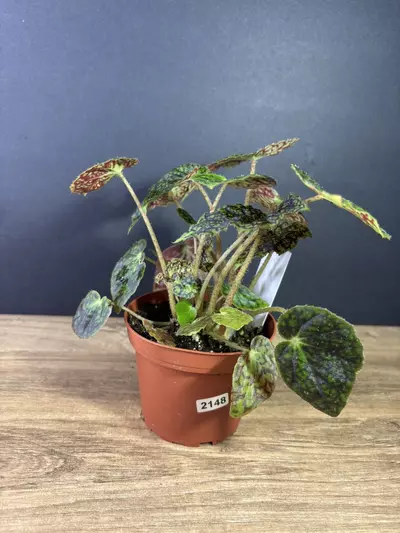 plant/Begonia Aces High 4” 2148-2-thumbnail