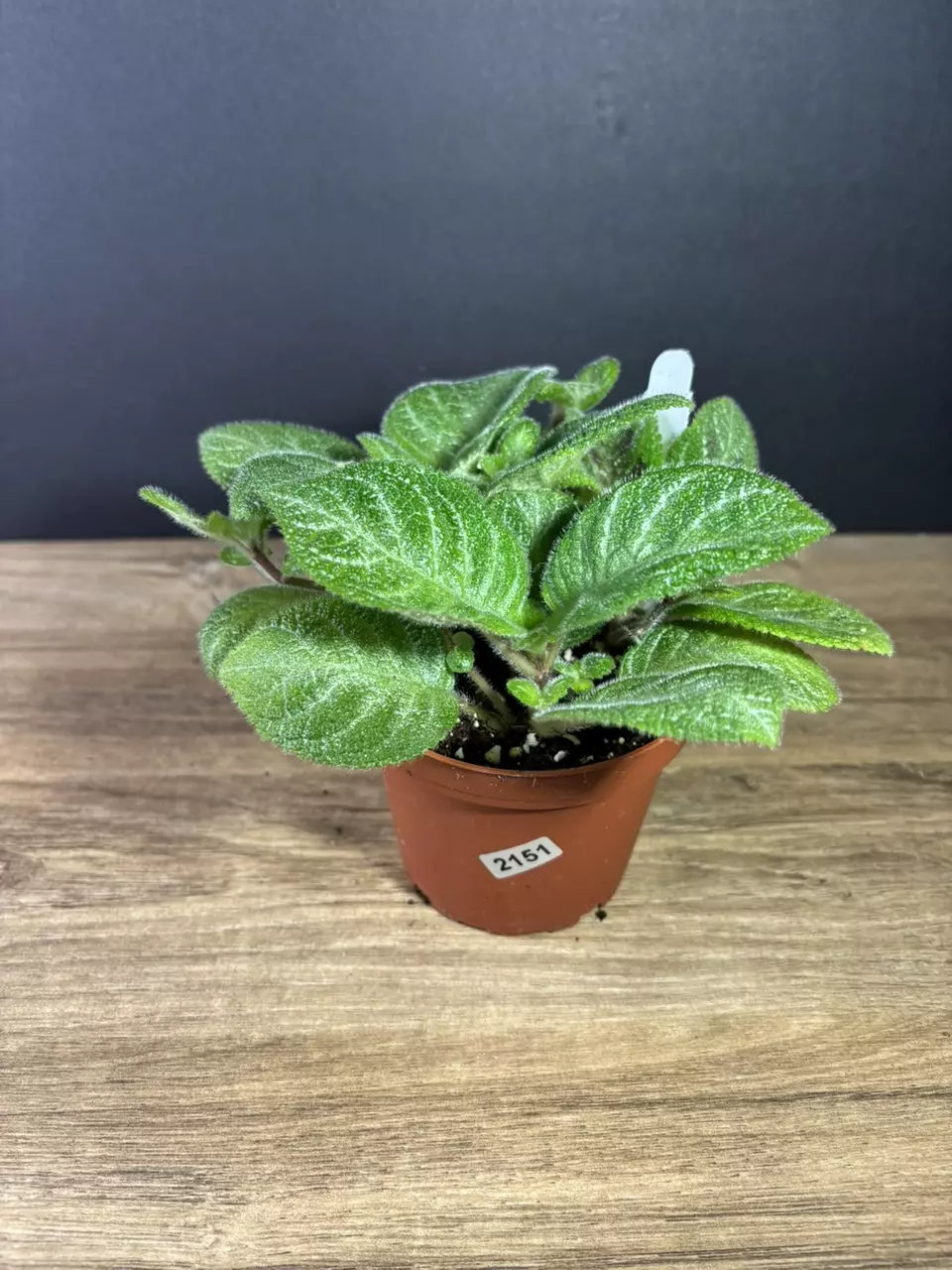 plant/Episcia Slinky Pink 4” 2161-0