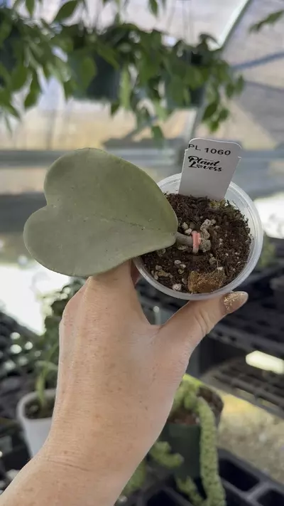 plant/PL1060: Kerri Silver-0-thumbnail