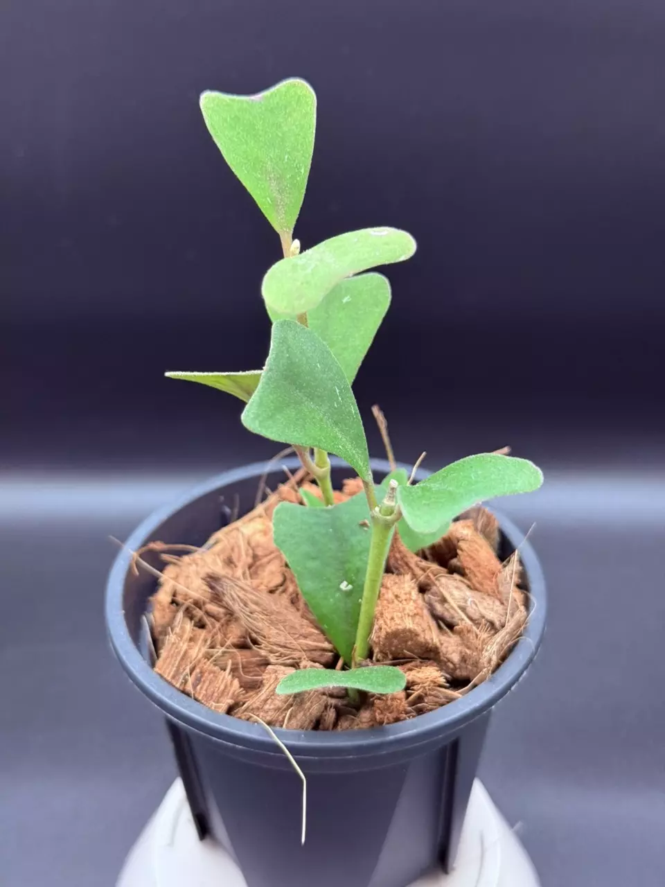 plant/Hoya manipurensis-1