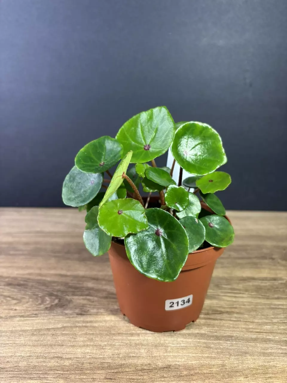 plant/Begonia Conchifolia var. Rubrimacula 4” 2134-0