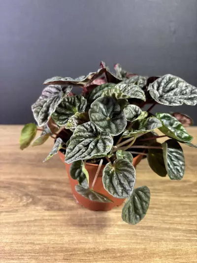 plant/Peperomia Luna Red 4” 2149-1-thumbnail