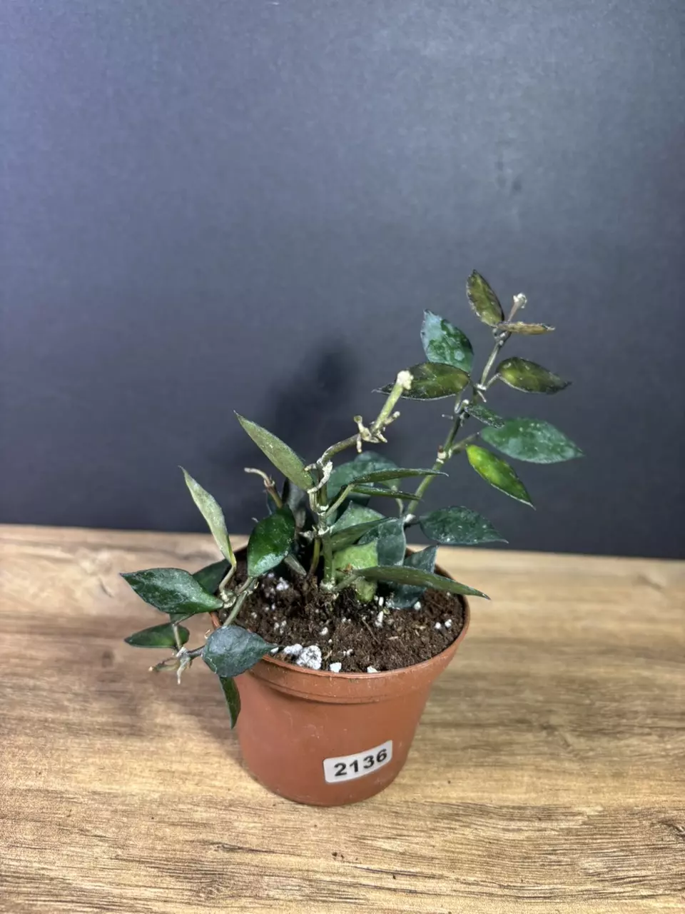 plant/Hoya Krohniana Black 3” 2136-0