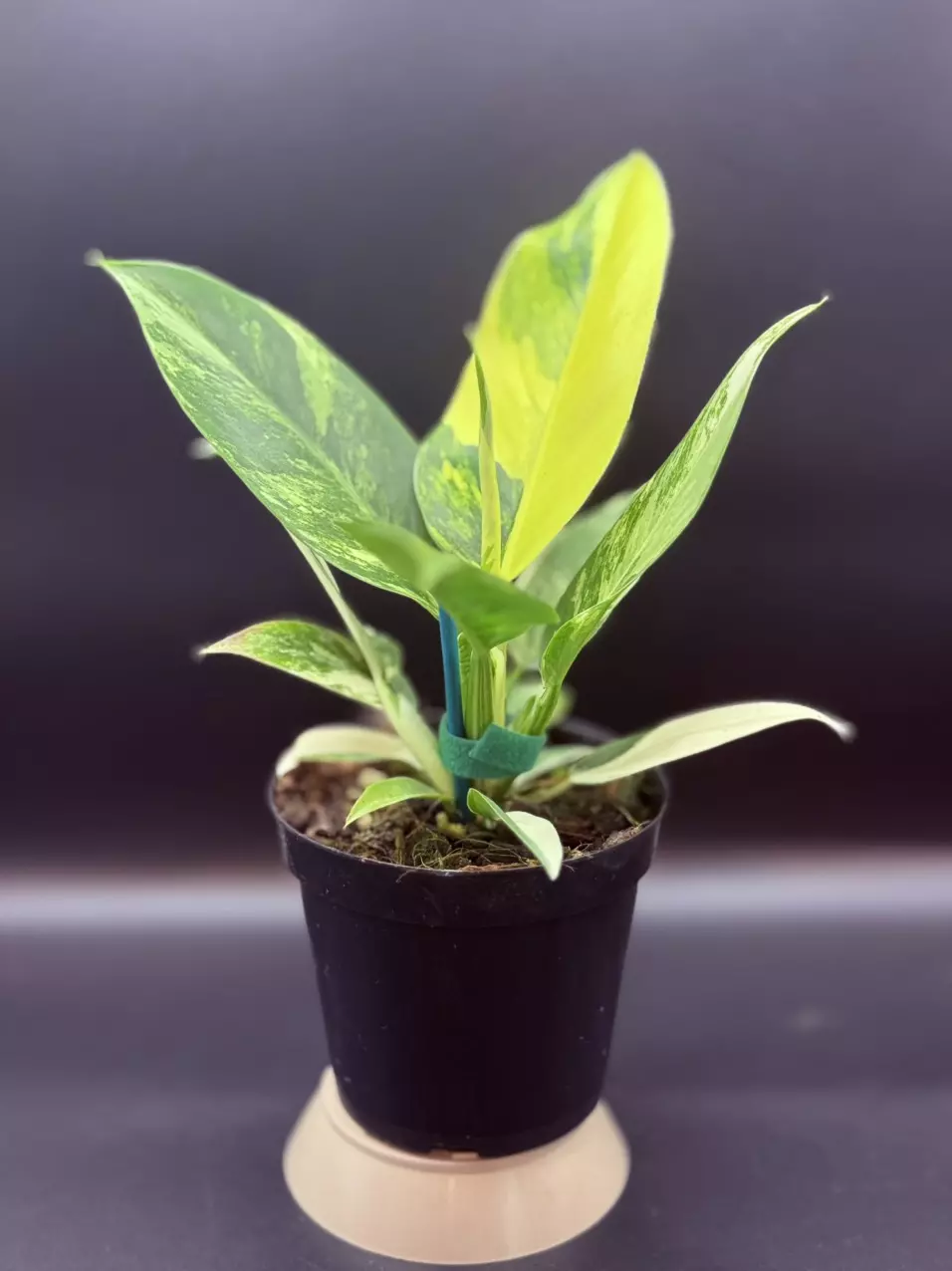 plant/Philodendron ‘Imperial’ Variegated-0