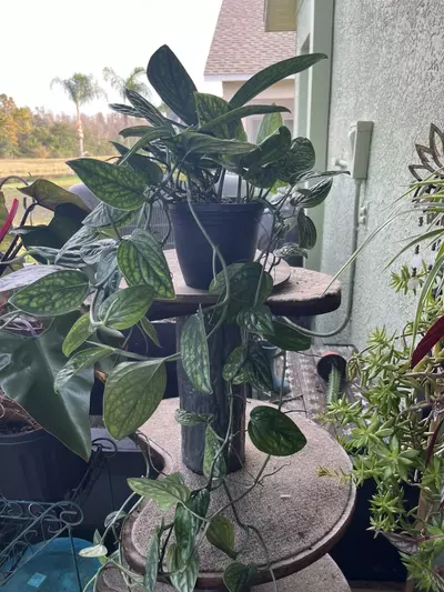 plant/Monstera Peru-4-thumbnail