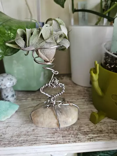 plant/Airplant stand-4-thumbnail