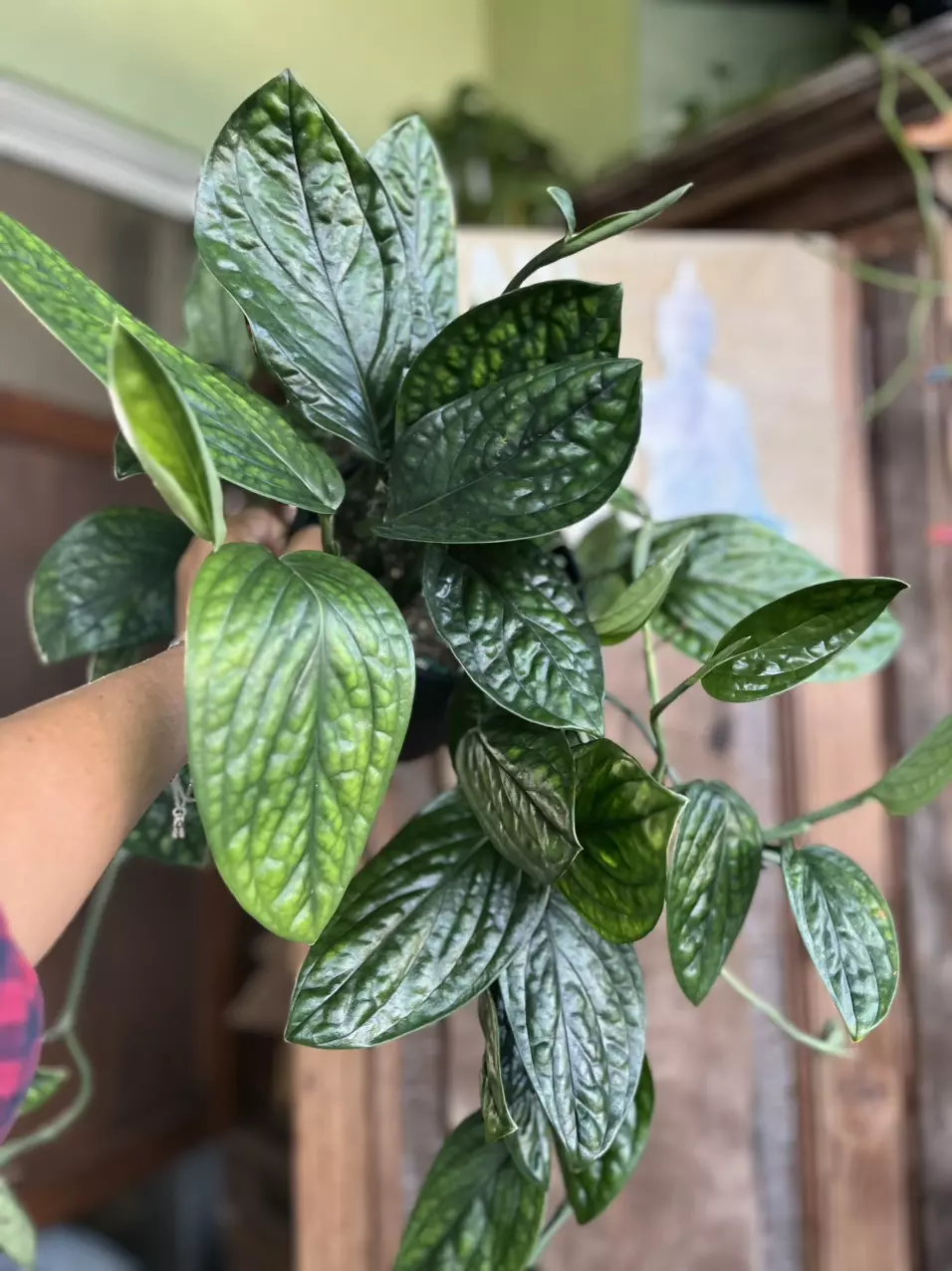 plant/Monstera Peru-0