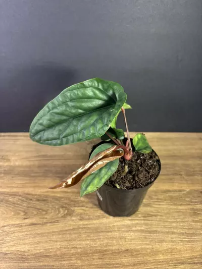 plant/Anthurium Radicans x Luxurians 4” 2125-2-thumbnail