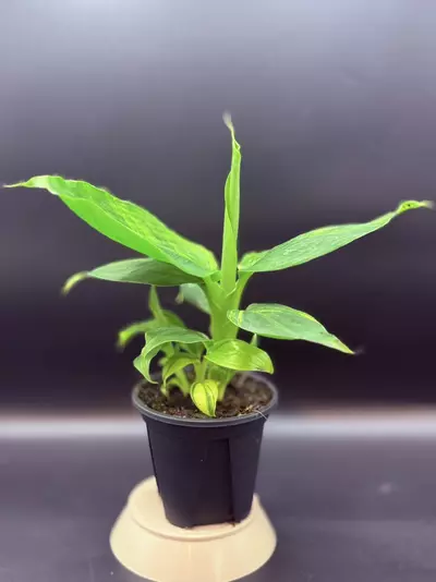 plant/Musa acuminata ‘Papua’-0-thumbnail