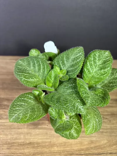 plant/Episcia Slinky Pink 4” 2161-1-thumbnail
