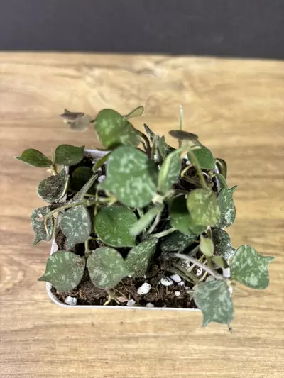 plant/Hoya Curtisii 2.5” 2139-2-thumbnail