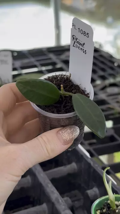 plant/PL1085: Apoensis-0-thumbnail