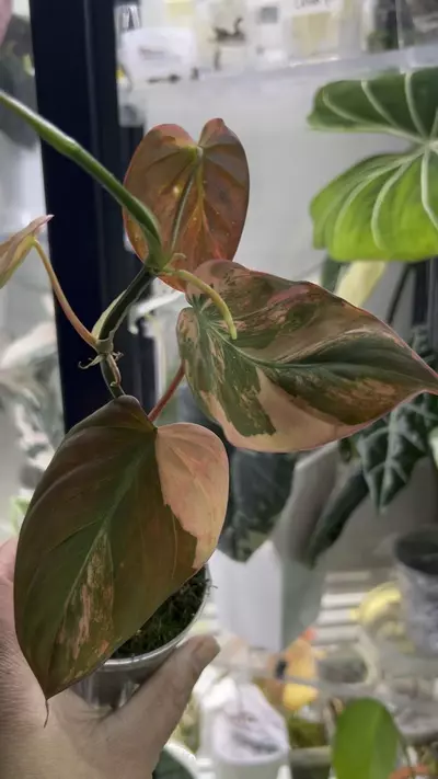 plant/Variegated pink Ferrari Micans-0-thumbnail