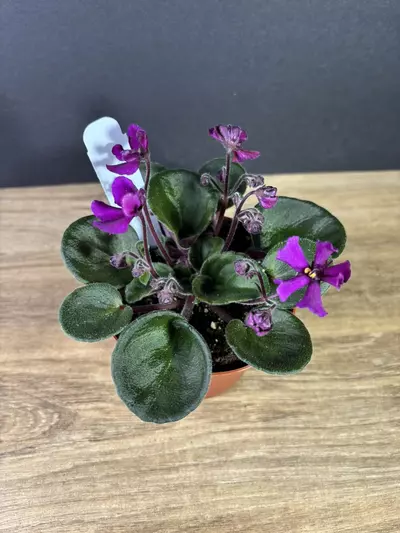 plant/African Violet Hunters Venom 4”-1-thumbnail