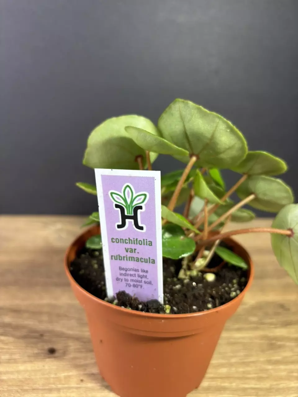 plant/Begonia Conchifolia var. Rubrimacula 4” 2134-2