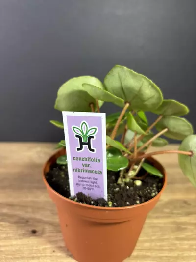 plant/Begonia Conchifolia var. Rubrimacula 4” 2134-2-thumbnail