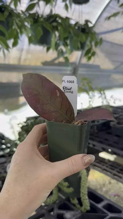 plant/PL1068: Gunung Gading-0-thumbnail