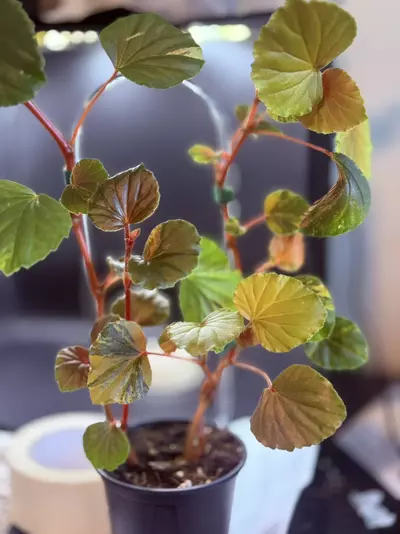 plant/Begonia Cucullata Aurea-0-thumbnail