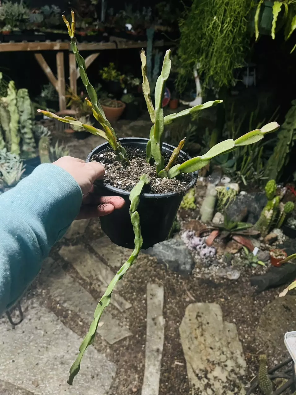 plant/Q  Rhipsalis Paradoxa 6”-0