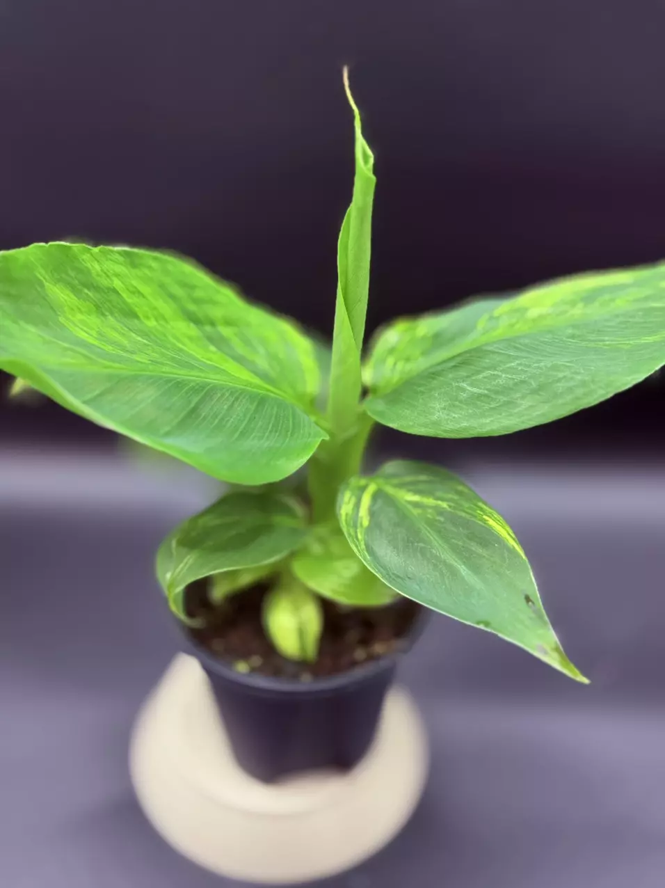 plant/Musa acuminata ‘Papua’-1