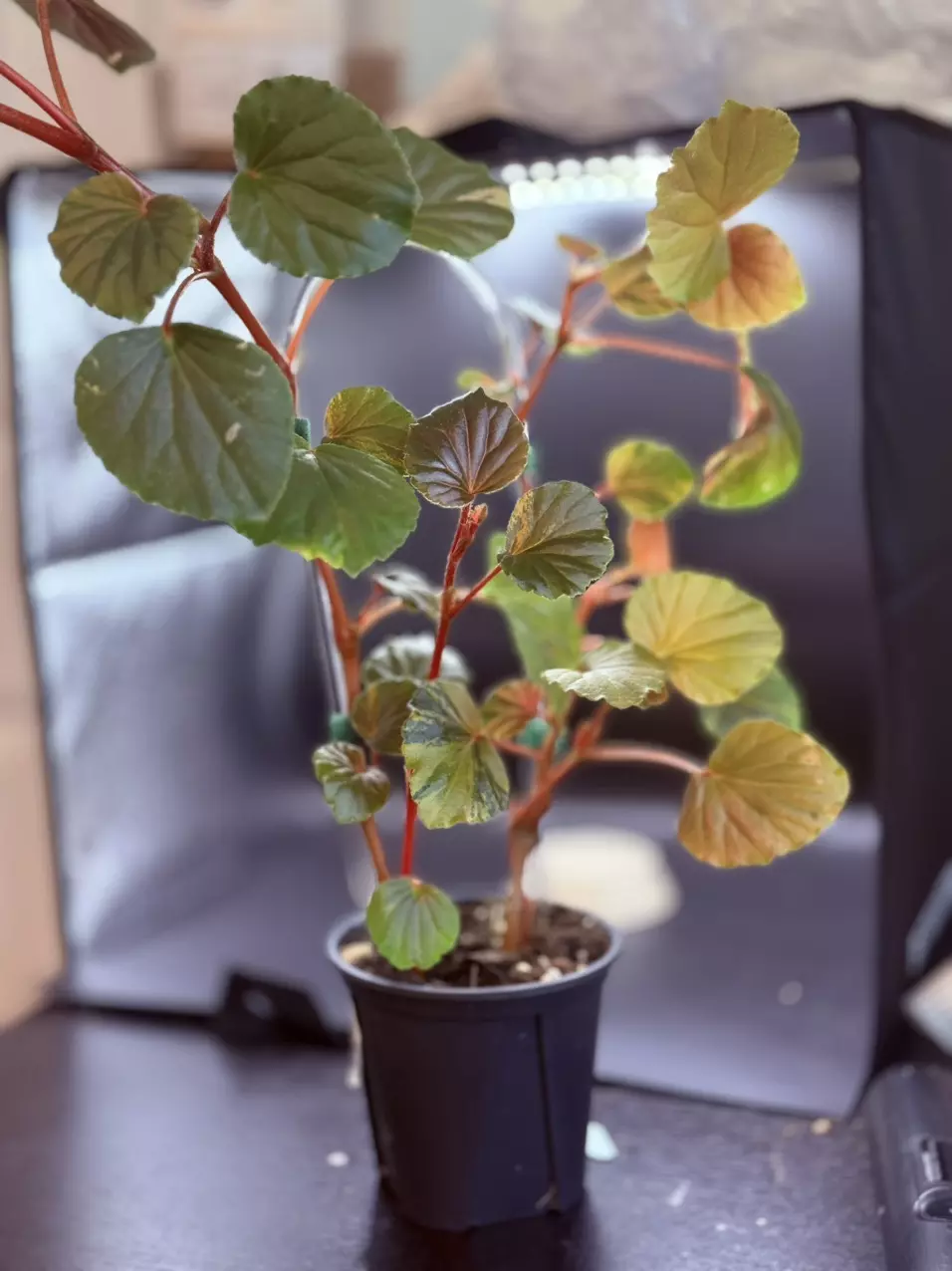 plant/Begonia Cucullata Aurea-2