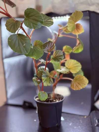 plant/Begonia Cucullata Aurea-2-thumbnail