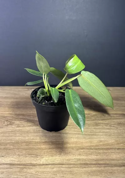 plant/Philodendron Spiritus Sancti 4”-2-thumbnail