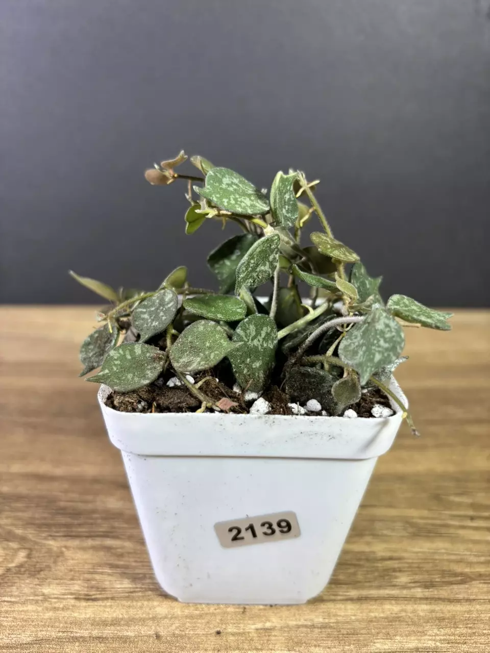 plant/Hoya Curtisii 2.5” 2139-1