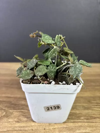 plant/Hoya Curtisii 2.5” 2139-1-thumbnail