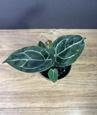 plant/Anthurium Forgetii Hybrid 4” 2132-2-thumbnail