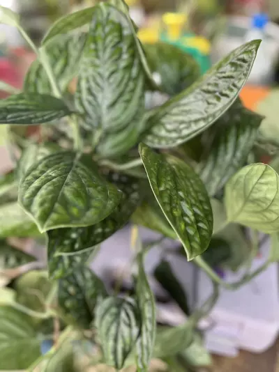 plant/Monstera Peru-2-thumbnail